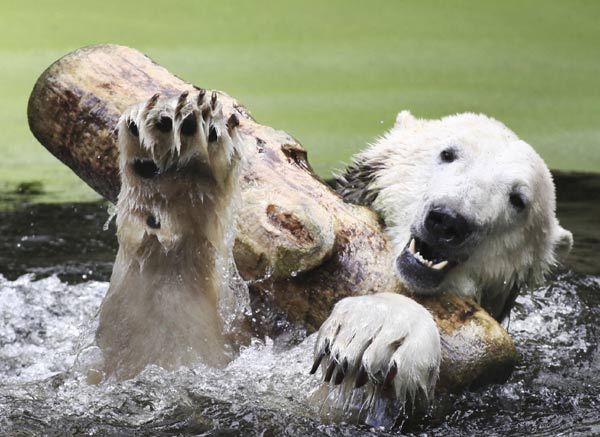 Звезда Берлинского зоопарка – белый медведь Кнут развлекается