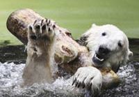Звезда Берлинского зоопарка – белый медведь Кнут развлекается