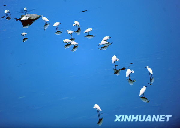Белые цапли в городе Чанша провинции Хунань