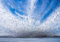 Перелет снежных гусей в объективах фотографов