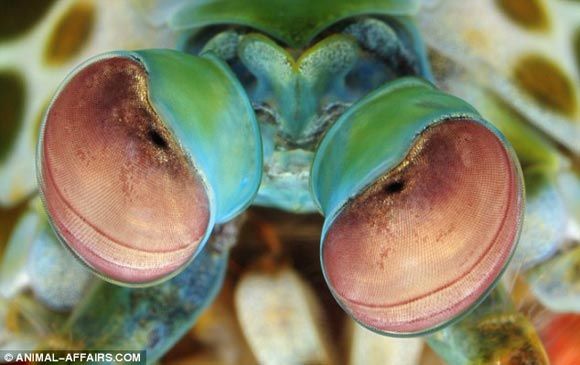 Креветка-богомол обладает самыми сложными глазами в царстве животных.
