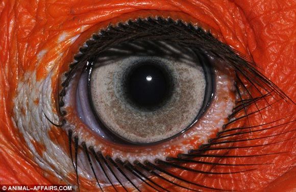 На снимке: глаз рогатого ворона.