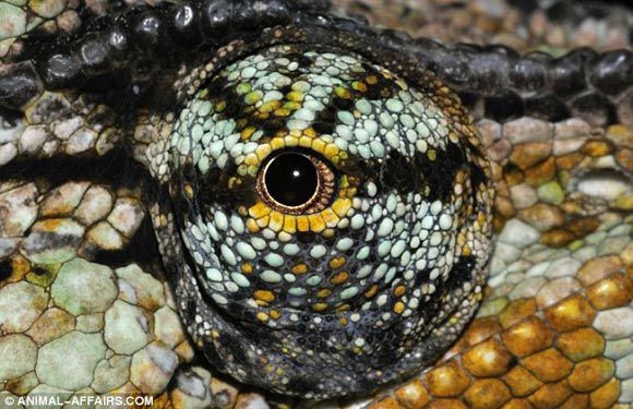 Глаза ящерицы, обитающей в Африке и на острове Мадагаскар