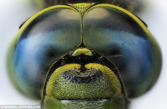 Глаз стрекозы состоиз из тыс. маленьких шестигранных глаз.