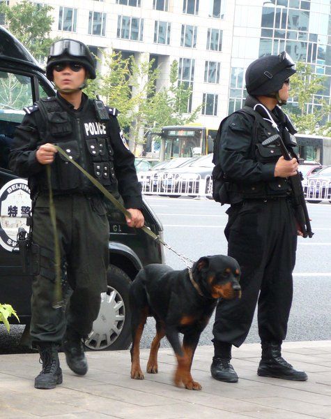 Отряд специального назначения «Синий меч» дежурит на улицах Пекина со служебными собаками 1
