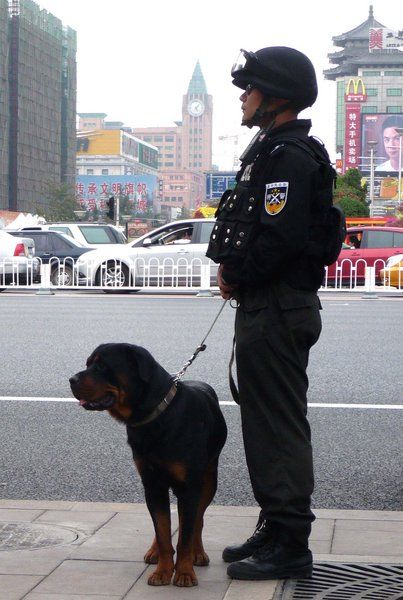 Отряд специального назначения «Синий меч» дежурит на улицах Пекина со служебными собаками 3