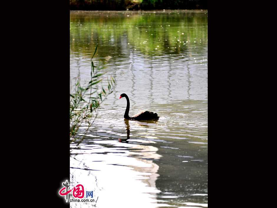 Водно-болотные угодья Даосянху Пекина - тихое место в шумном городе