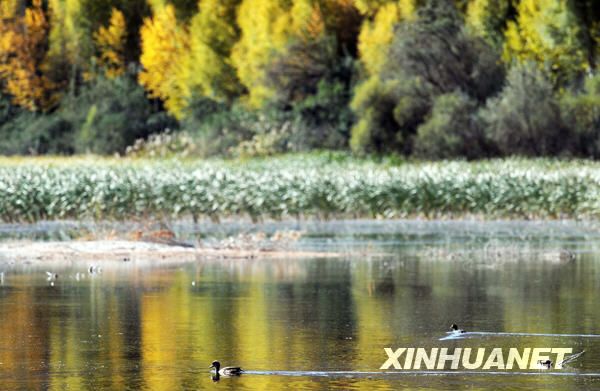 Великолепные осенние пейзажи на реке Хуанхэ 