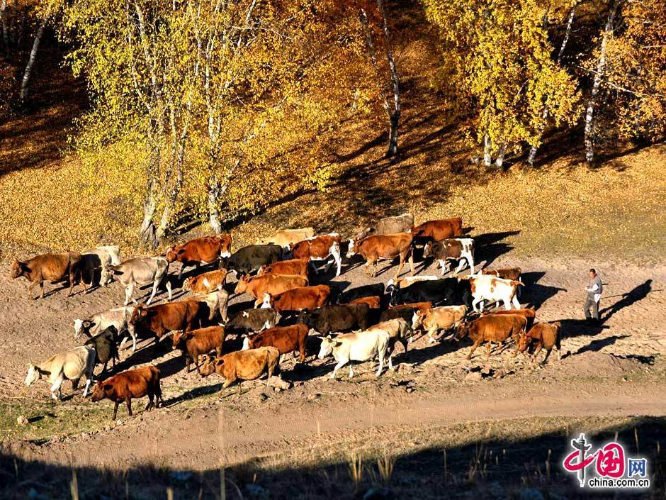 Красивые осенние пейзажи в горах Цзиньцюба