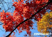 Очаровательные разноцветные листья ликвидамбара формозского в городе Бэньси провинции Ляонин