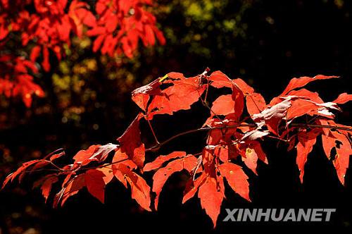 Очаровательные разноцветные листья ликвидамбара формозского в городе Бэньси провинции Ляонин