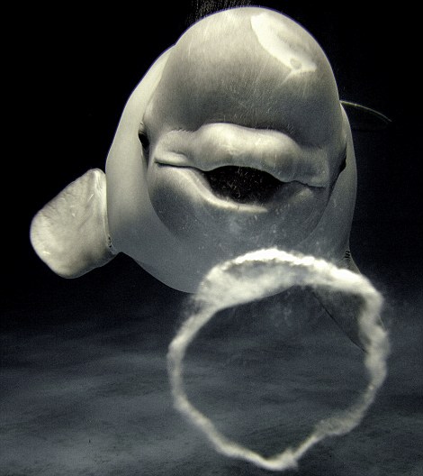 Удивительно! В японском океанариуме белуха научилась пускать воздушные «кольца» под водой
