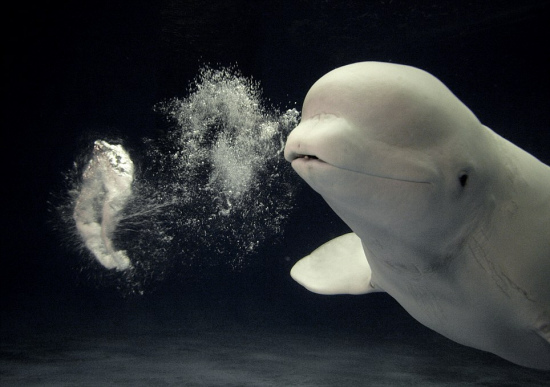 Удивительно! В японском океанариуме белуха научилась пускать воздушные «кольца» под водой