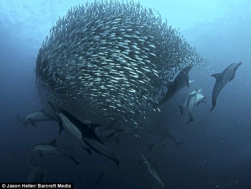 Впечатляющие мгновения охоты морских хищников