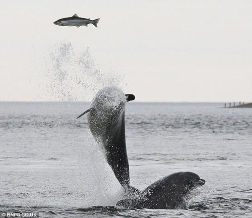 Замечательное мгновение: дельфины, выпрыгивающие из воды для ловли добычи1