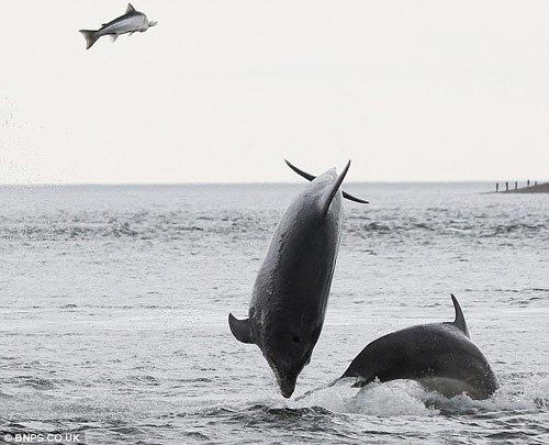 Замечательное мгновение: дельфины, выпрыгивающие из воды для ловли добычи2