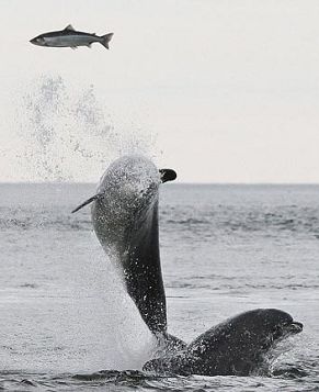 Замечательное мгновение: дельфины, выпрыгивающие из воды для ловли добычи
