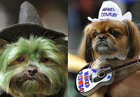 Симпатичные собачки участвовали в маскараде, стремясь стать фаворитами моды