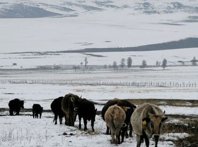 Осенняя степь под снегом