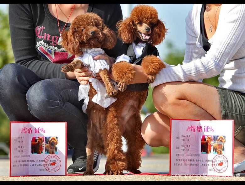 Интересно! Коллективная свадьба 15 пар собак в Нанкине 