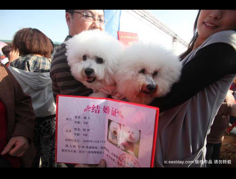 Интересно! Коллективная свадьба 15 пар собак в Нанкине 