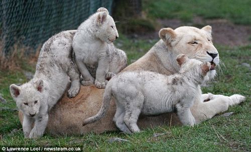 Редкая тройня белого льва