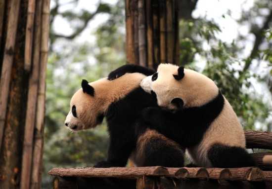 Десять панд прибудут в Шанхай в следующем году для оживления ЭКСПО-2010 