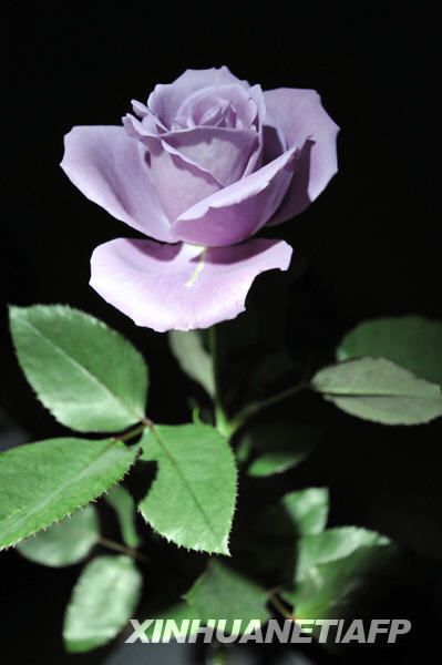 В Японии удачно выращена трансгенная синяя роза