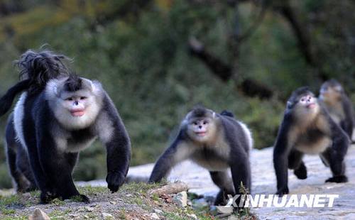 Королевство золотистых обезьян в Шангриле