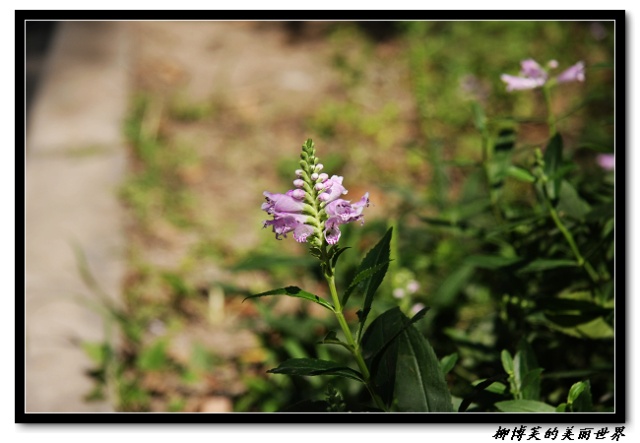Красивые цветы в парке «Цзычжуюань» («Сад фиолетового бамбука») 2