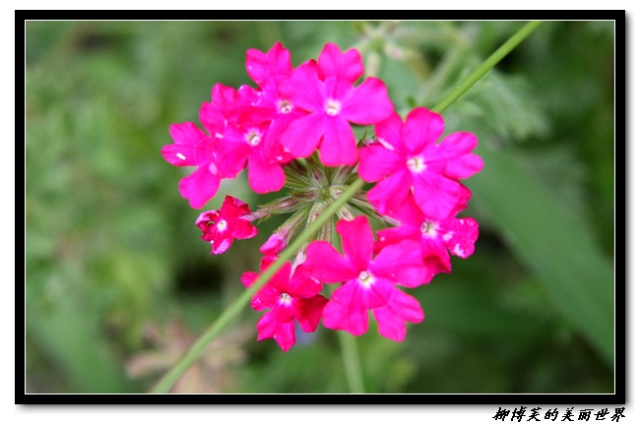 Красивые цветы в парке «Цзычжуюань» («Сад фиолетового бамбука») 5