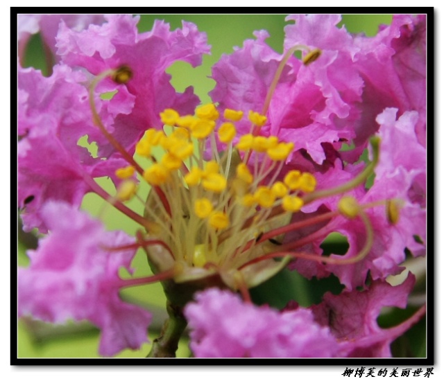 Красивые цветы в парке «Цзычжуюань» («Сад фиолетового бамбука») 1