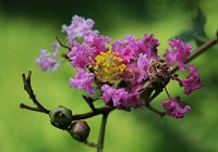 Красивые цветы в парке «Цзычжуюань» («Сад фиолетового бамбука»)