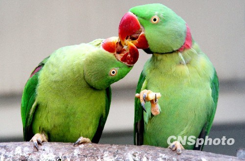 Радостная игра попугаев 