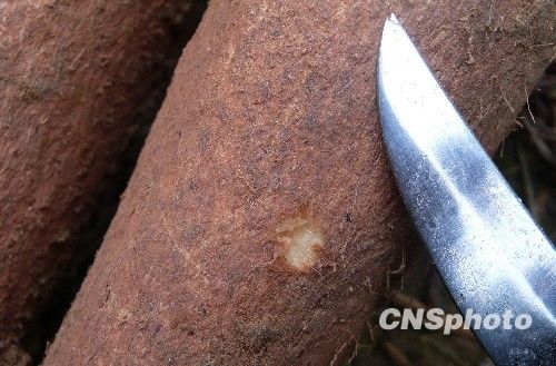 Сычуаньский крестьянин выкопал клубень в виде человека 