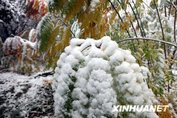Первый снег в Пекине