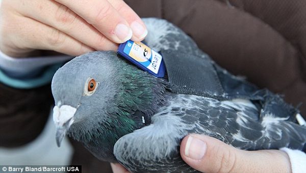 Последняя партия почтовых голубей в мире