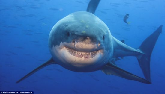 Улыбка большой белой акулы