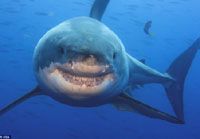 Улыбка большой белой акулы