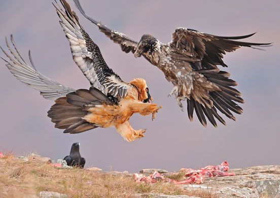 Сбор замечательный работ на конкурсе «National Geographic» 2009 г. 