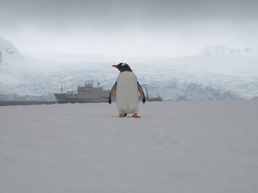 Сбор замечательный работ на конкурсе «National Geographic» 2009 г. 