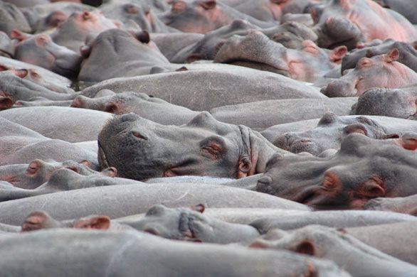 Сбор замечательный работ на конкурсе «National Geographic» 2009 г. 