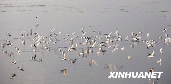 Чудесные пейзажи города Куньмин: сибирские чайки