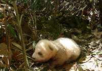 Детеныш большой панды коричневого цвета был обнаружен в провинции Шэньси