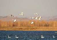 Большое количество лебедей прилетело для зимовки в среднее течение реки Хэйхэ