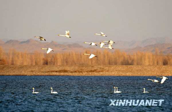 Большое количество лебедей прилетело для зимовки в среднее течение реки Хэйхэ 