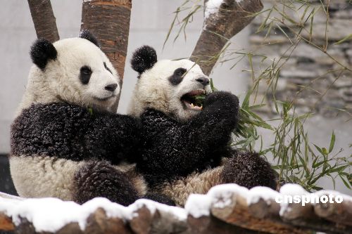 В знак дальнейшего укрепления дружбы между народами двух стран Китай намерен предоставить Сингапуру пару панд