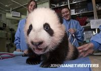 У панды меняются зубы