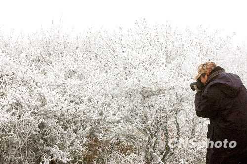 Красивая изморозь в государственном лесопарке Лэйгуншань провинции Гуйчжоу 