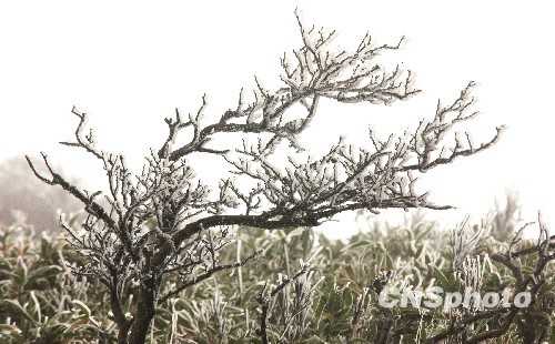 Красивая изморозь в государственном лесопарке Лэйгуншань провинции Гуйчжоу 